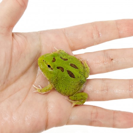 Ceratophrys cranwelli "Matcha" - Grenouille Pacman