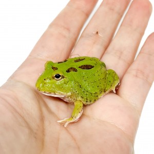 Ceratophrys cranwelli...