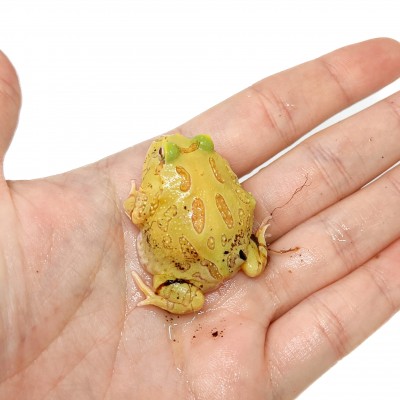 Ceratophrys cranwelli "Albinos" - Grenouille Pacman