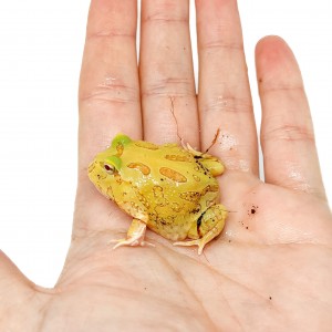 Ceratophrys cranwelli...