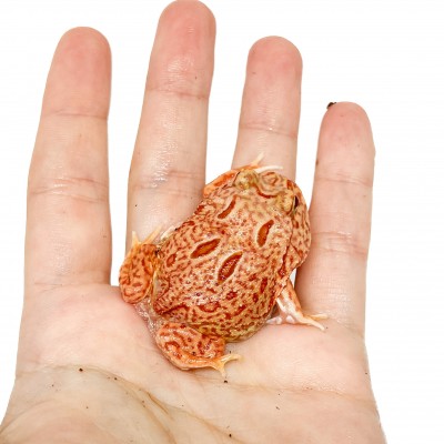 Ceratophrys cranwelli "Coral Blaze" - Grenouille Pacman