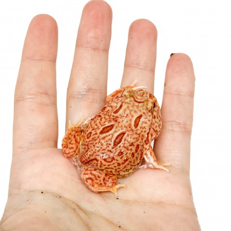 Ceratophrys cranwelli "Coral Blaze" - Grenouille Pacman