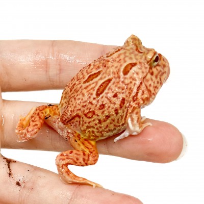 Ceratophrys cranwelli "Coral Blaze" - Grenouille Pacman
