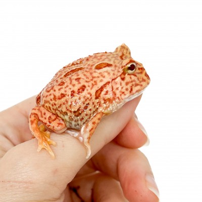 Ceratophrys cranwelli "Coral Blaze" - Grenouille Pacman