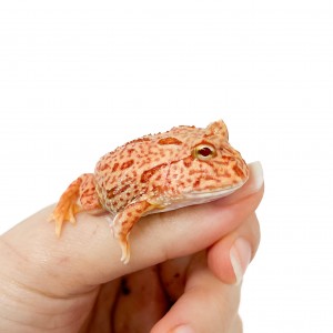 Ceratophrys cranwelli...