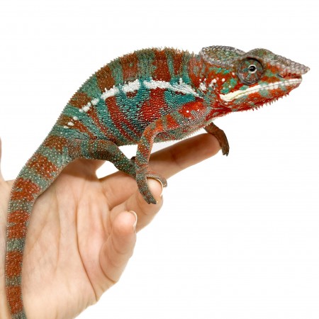 Furcifer pardalis "Ambilobe Extrem Blue" - Caméléon panthère