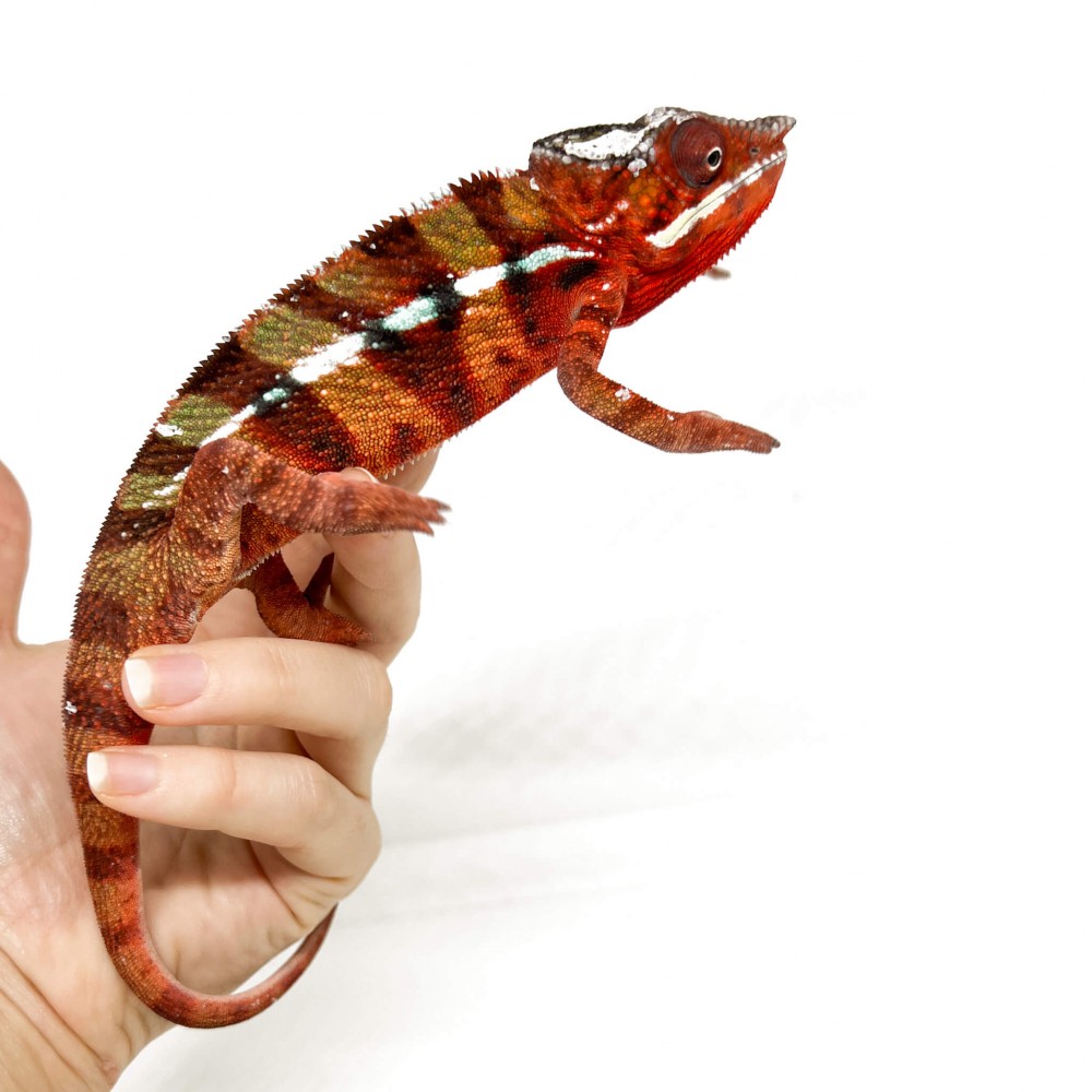 Furcifer pardalis "Ambilobe Picasso" - Caméléon panthère