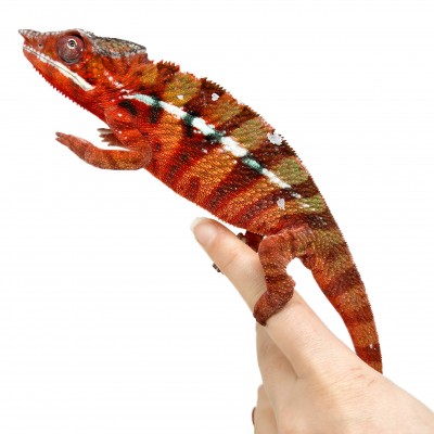 Furcifer pardalis "Ambilobe Picasso" - Caméléon panthère