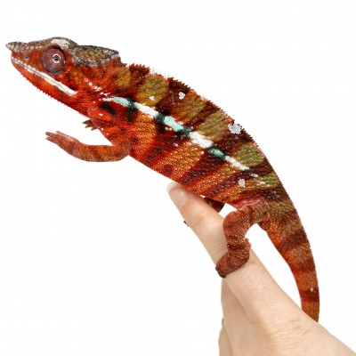 Furcifer pardalis "Ambilobe Picasso" - Caméléon panthère