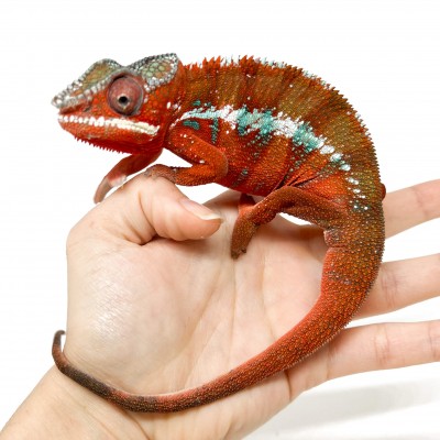 Furcifer pardalis "Ambilobe High Red" - Caméléon panthère