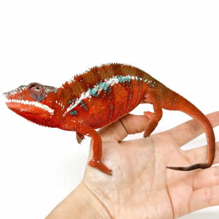 Furcifer pardalis "Ambilobe High Red" - Caméléon panthère