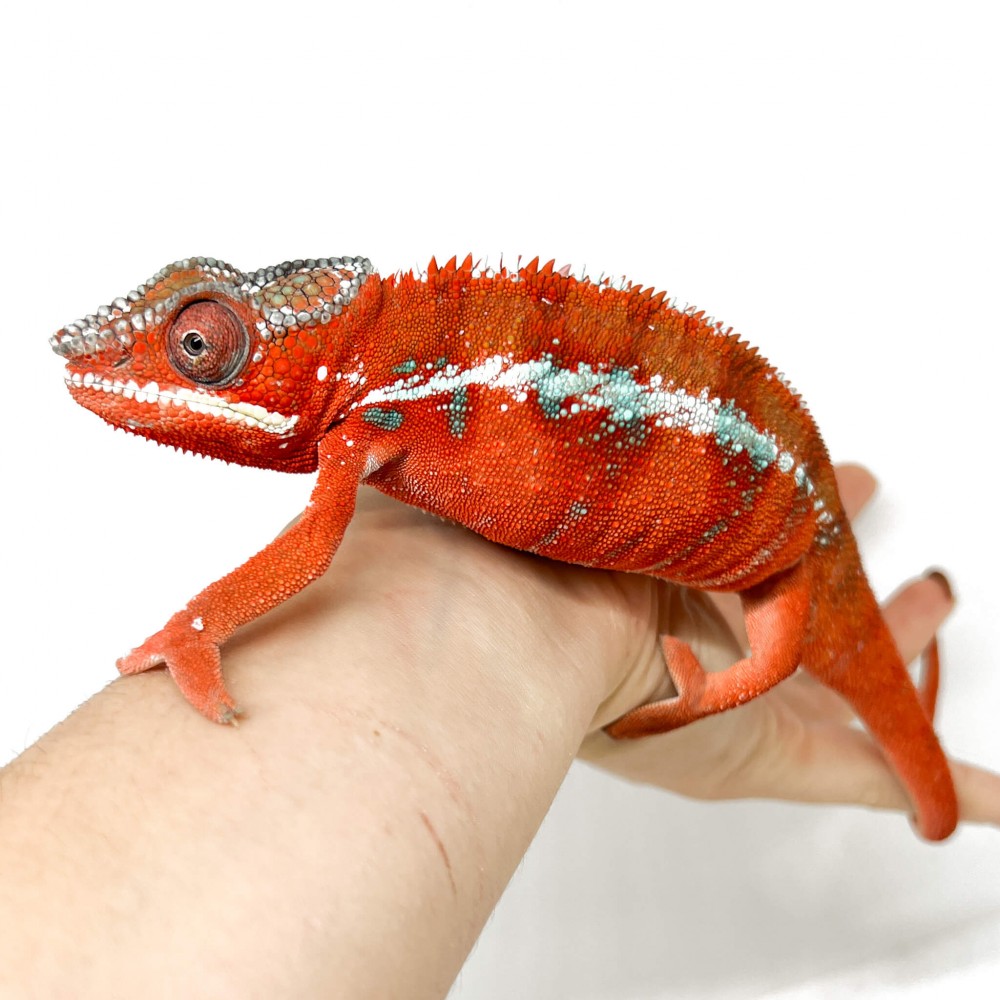 Furcifer pardalis "Ambilobe High Red" - Caméléon panthère