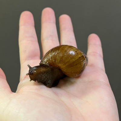 Lissachatina fulica - Escargot géant