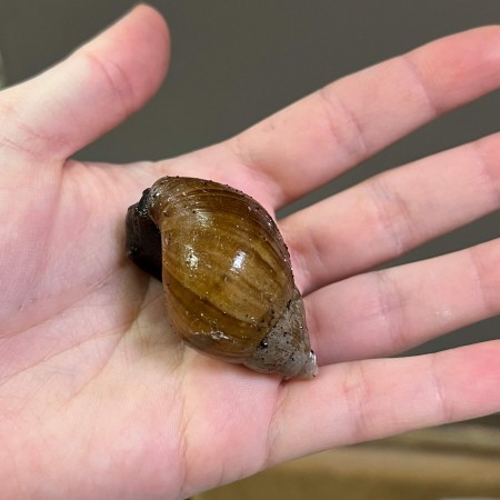 Lissachatina fulica - Escargot géant