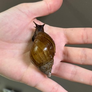 Lissachatina fulica -...