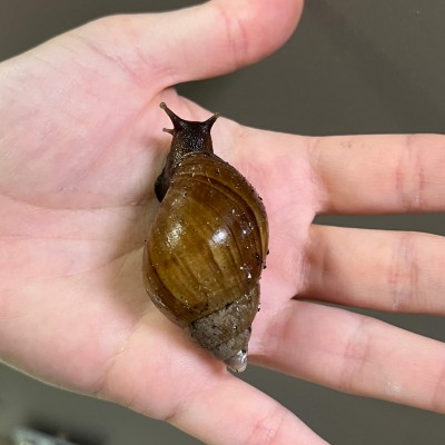 Lissachatina fulica - Escargot géant