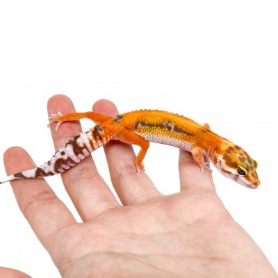 Eublepharis macularius "Stripe Albinos" - Gecko léopard