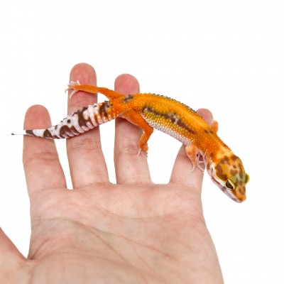 Eublepharis macularius "Stripe Albinos" - Gecko léopard