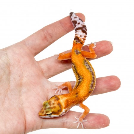 Eublepharis macularius "Stripe Albinos" - Gecko léopard