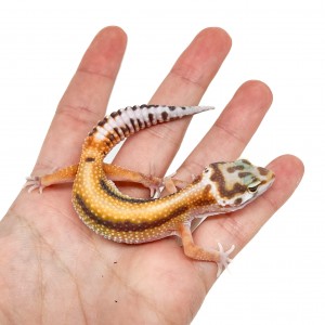 Eublepharis macularius...