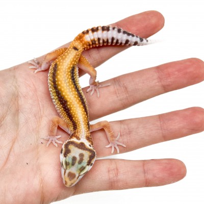 Eublepharis macularius "Stripe Albinos" - Gecko léopard