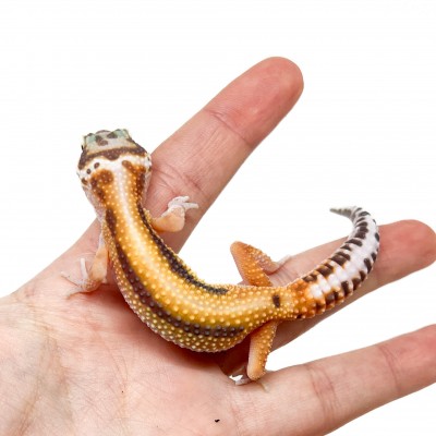 Eublepharis macularius "Stripe Albinos" - Gecko léopard