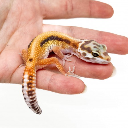 Eublepharis macularius "Stripe Albinos" - Gecko léopard