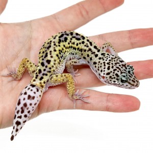 Eublepharis macularius -...