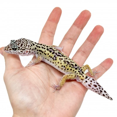 Eublepharis macularius - Gecko léopard
