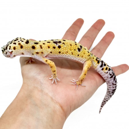 Eublepharis macularius "Hypo tangerine" - Gecko léopard