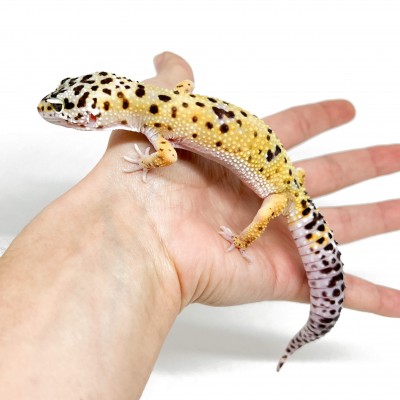 Eublepharis macularius "Hypo tangerine" - Gecko léopard