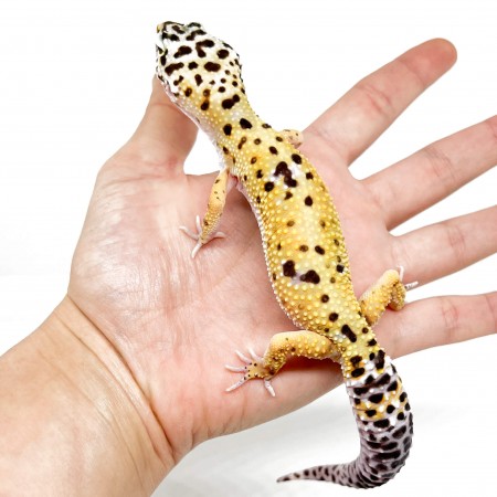 Eublepharis macularius "Hypo tangerine" - Gecko léopard
