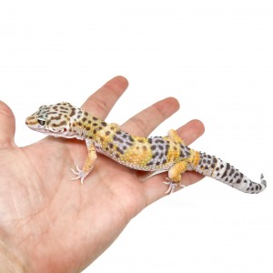 Eublepharis macularius...