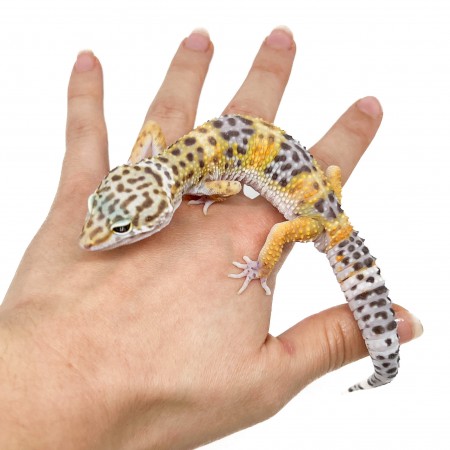 Eublepharis macularius "Hypo tangerine" - Gecko léopard