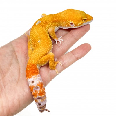 Eublepharis macularius "Sunglow" - Gecko léopard