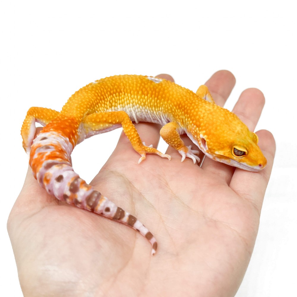 Eublepharis macularius "Sunglow" - Gecko léopard