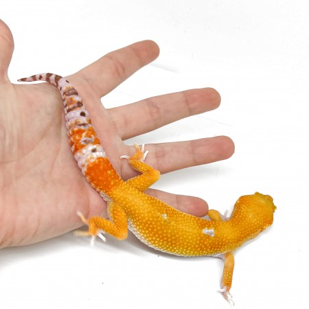 Eublepharis macularius "Sunglow" - Gecko léopard