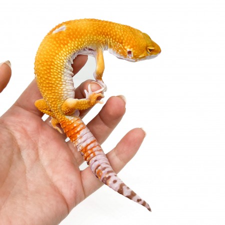 Eublepharis macularius "Sunglow" - Gecko léopard