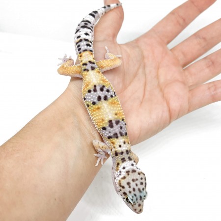 Eublepharis macularius "High yellow" - Gecko léopard