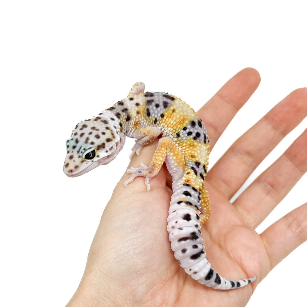 Eublepharis macularius "High yellow" - Gecko léopard