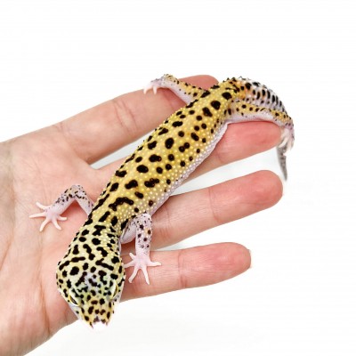 Eublepharis macularius "Eclipse" - Gecko léopard