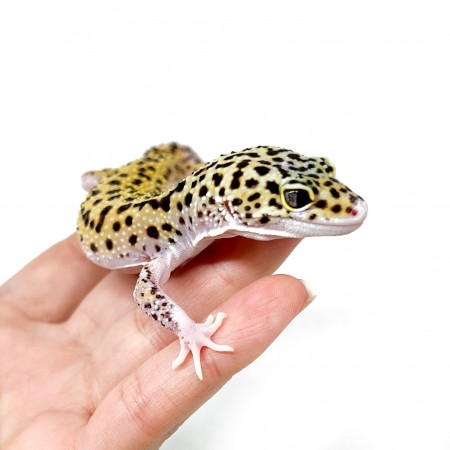 Eublepharis macularius "Eclipse" - Gecko léopard