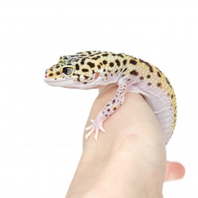 Eublepharis macularius "Eclipse" - Gecko léopard