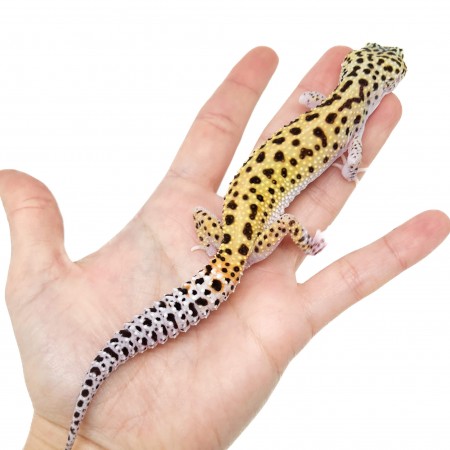 Eublepharis macularius "Eclipse" - Gecko léopard