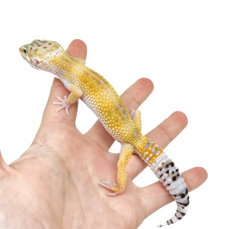 Eublepharis macularius "Hypo" - Gecko léopard