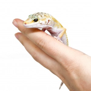 Eublepharis macularius...