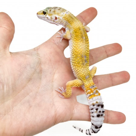 Eublepharis macularius "Hypo" - Gecko léopard