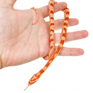 Pantherophis guttatus...