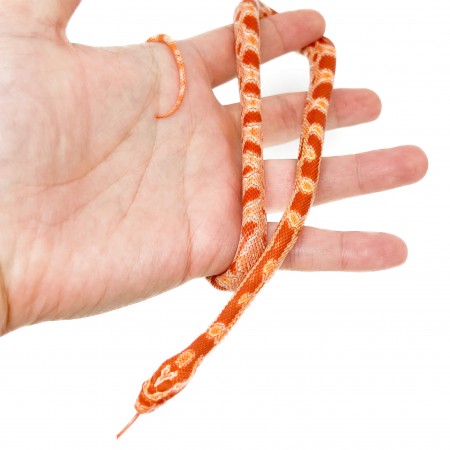 Pantherophis guttatus "Amelanistic" - Serpent des blés