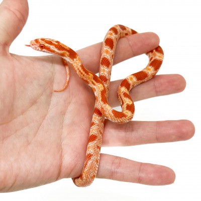 Pantherophis guttatus "Amelanistic" - Serpent des blés